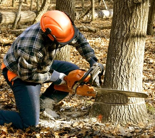 Tree Removal in Gaastra, MI